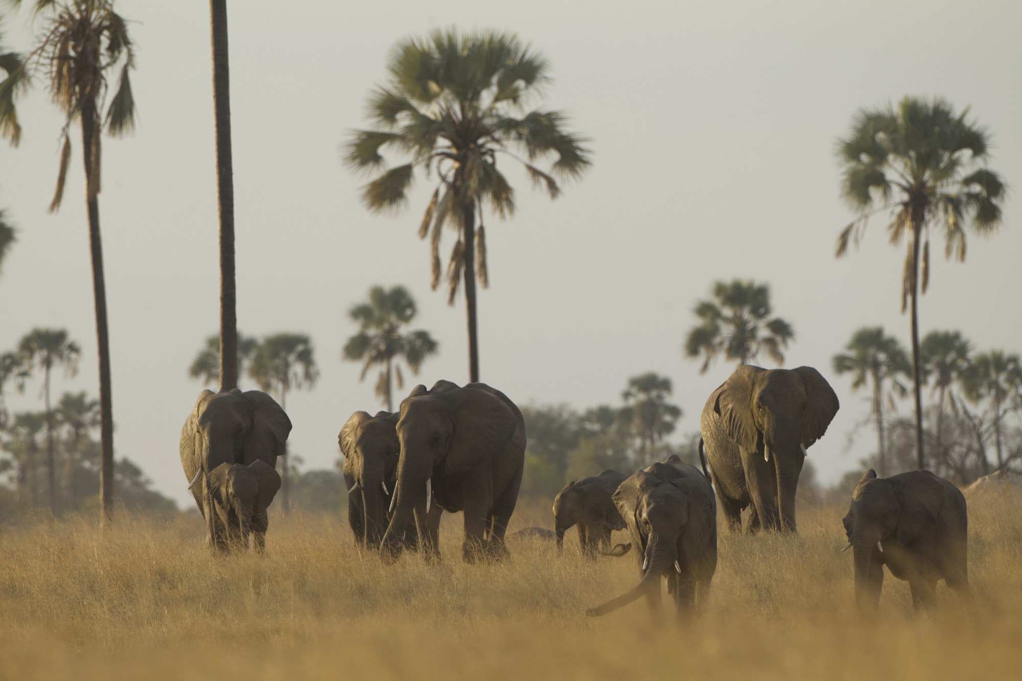 Botswana Mobiles