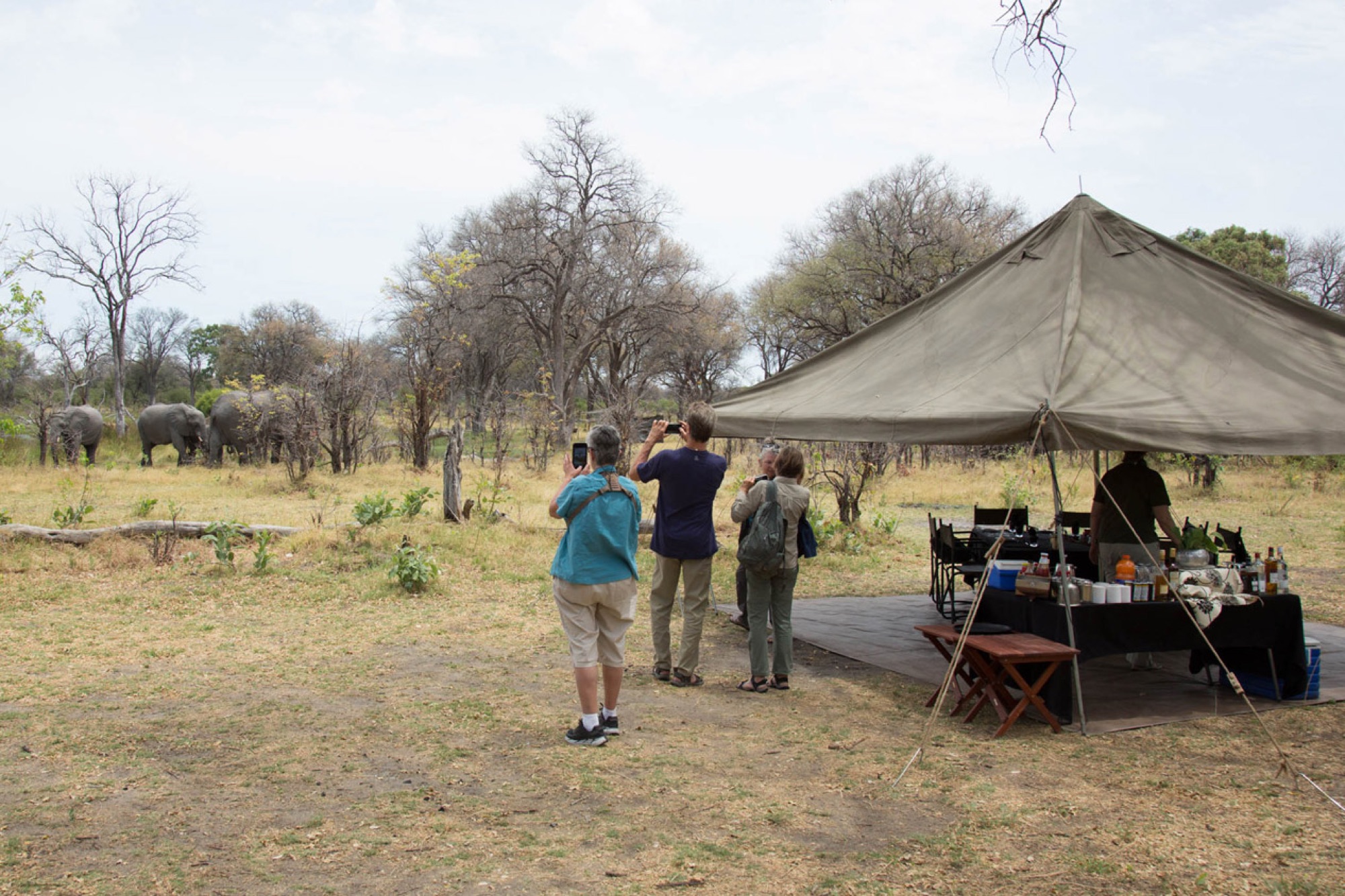 Dining tent with elephants