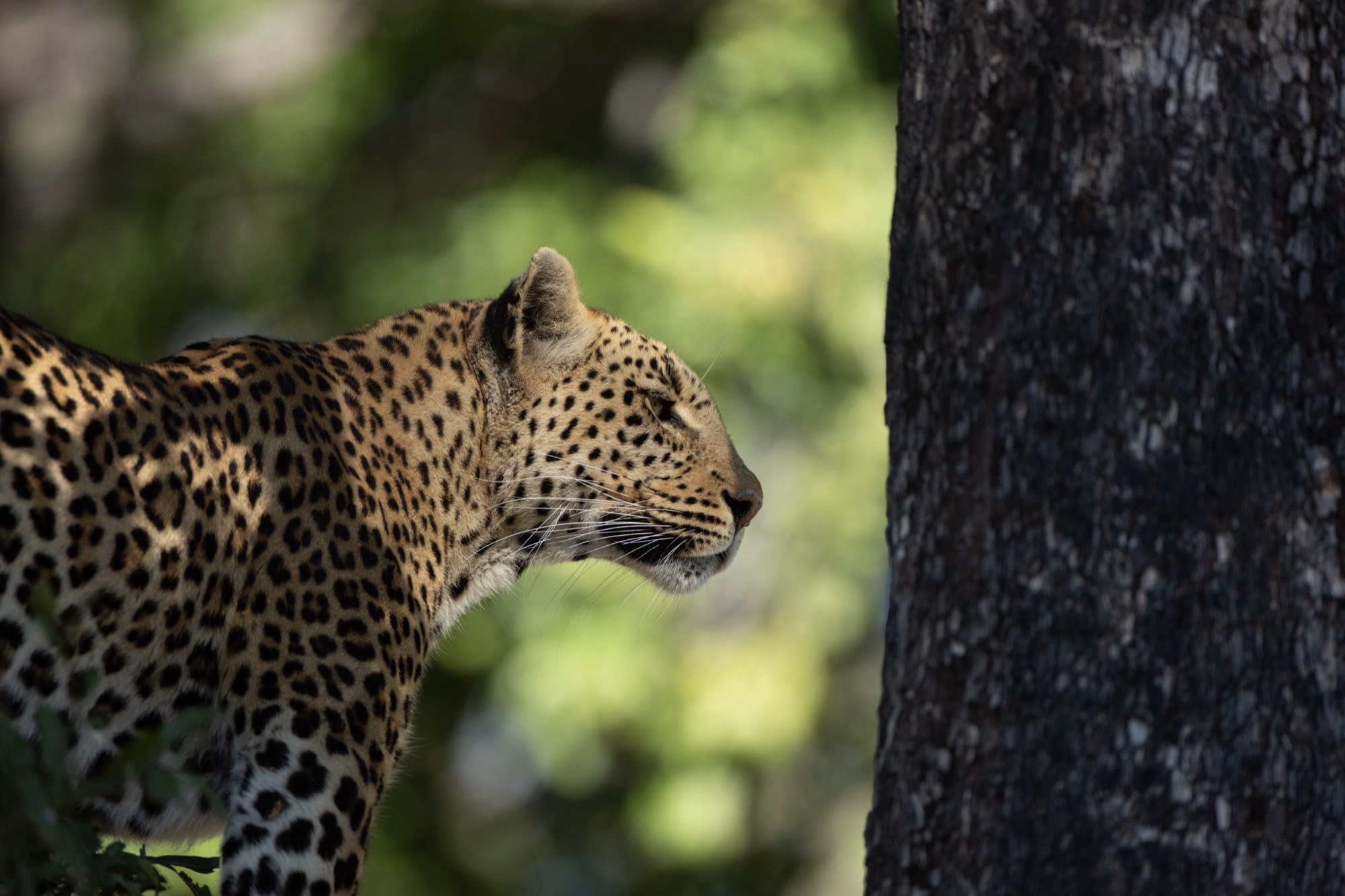 Botswana wildlife