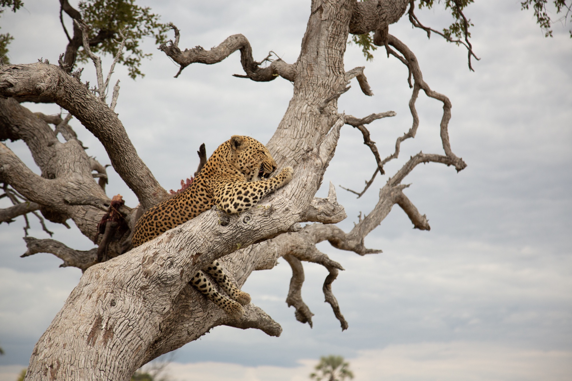 Botswana wildlife