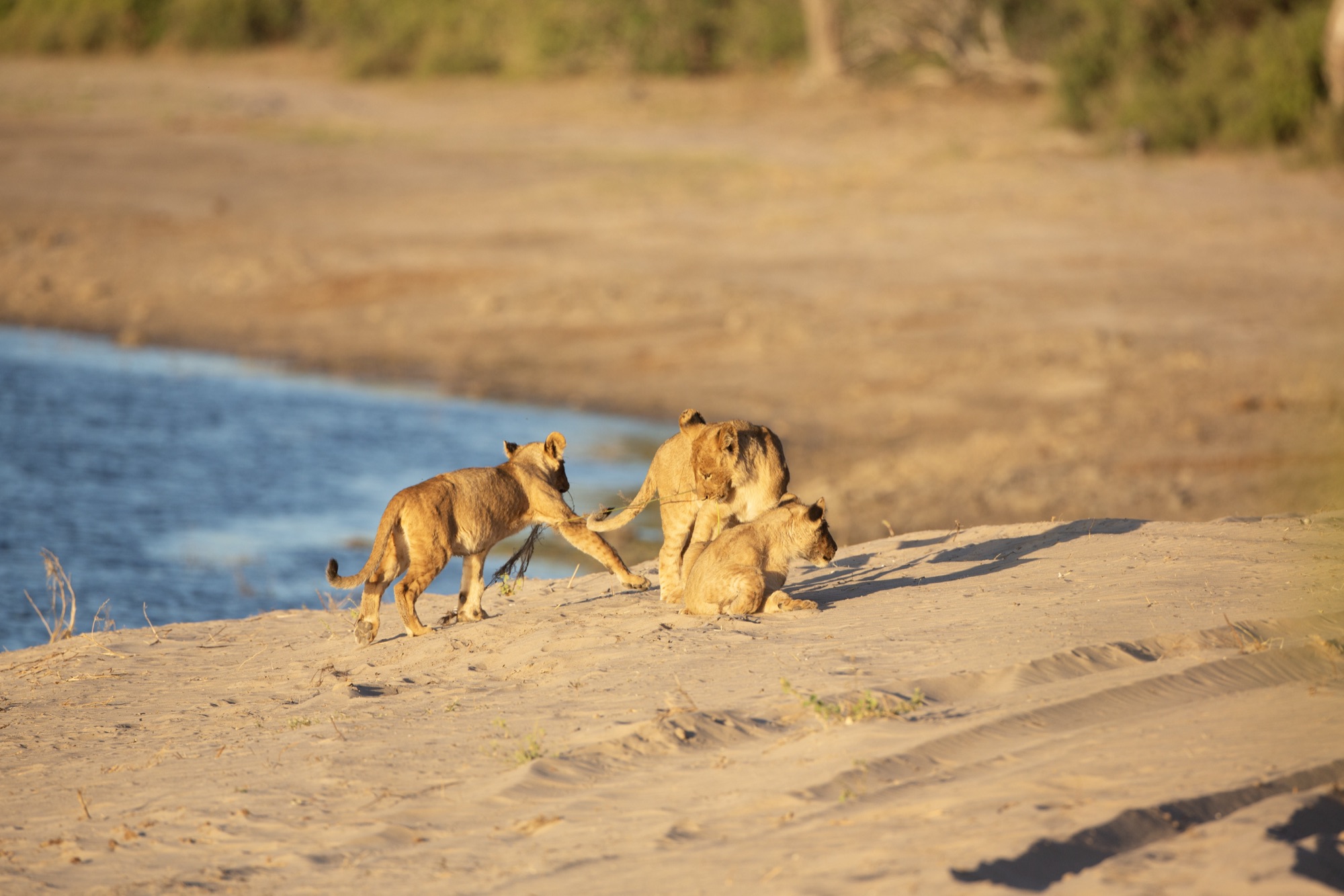 Wildlife · Botswana