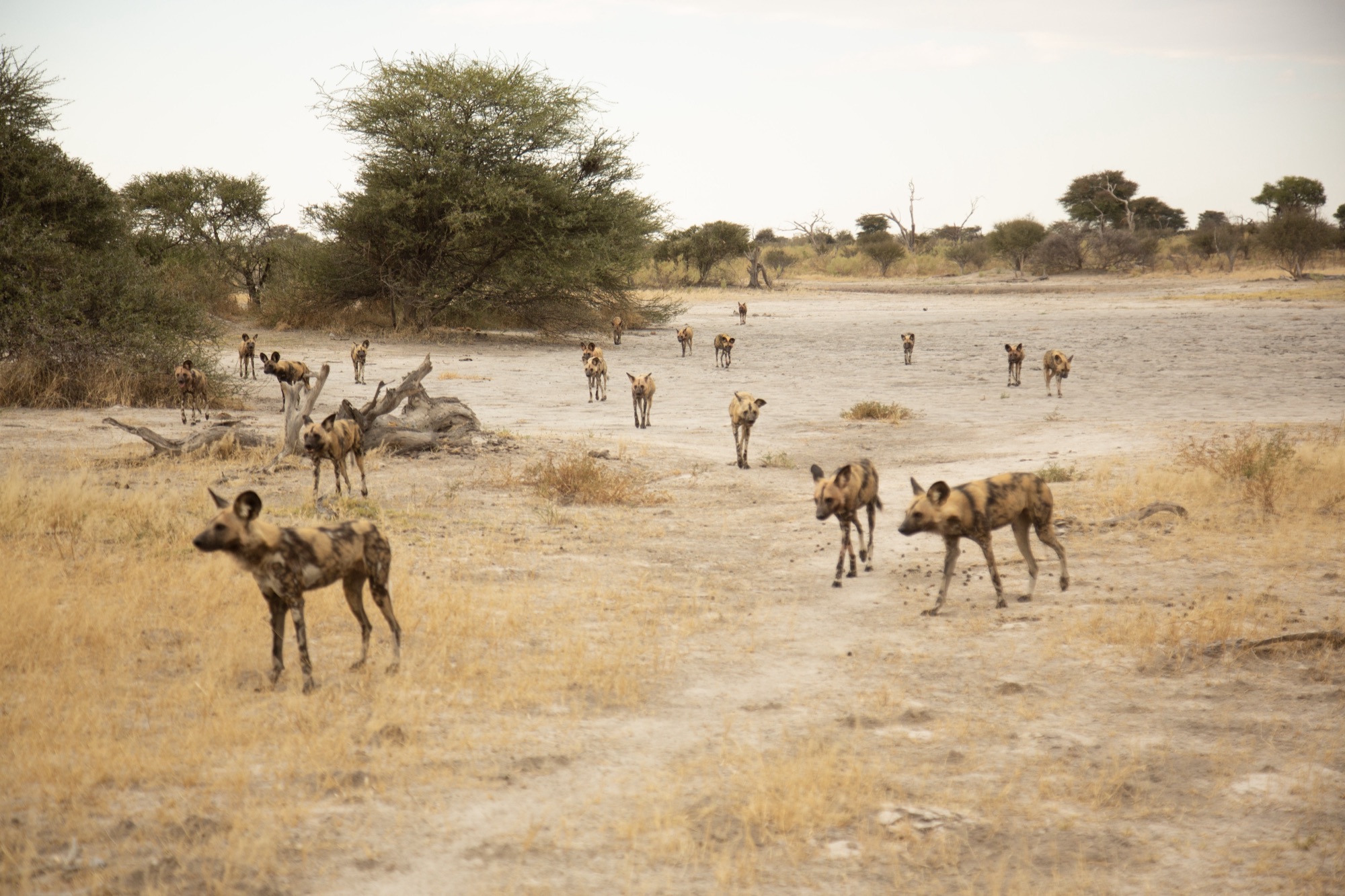 Botswana wildlife