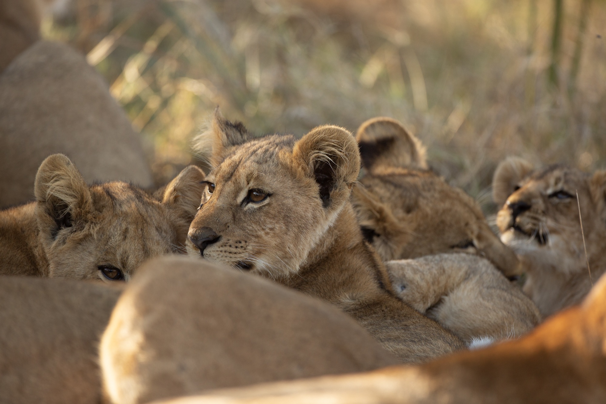 Hwange wildlife