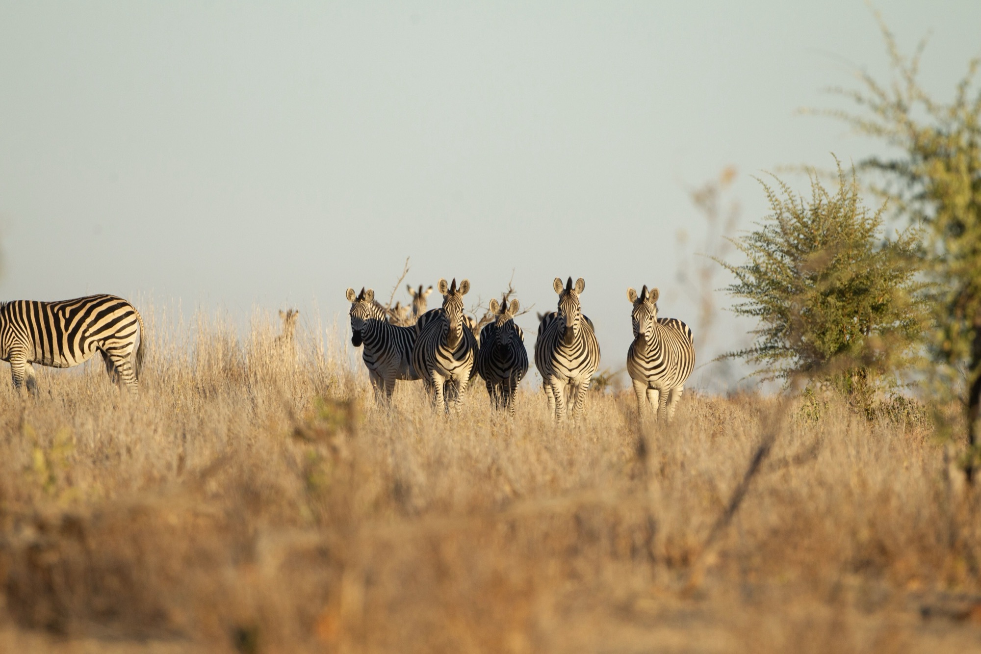 Hwange wildlife