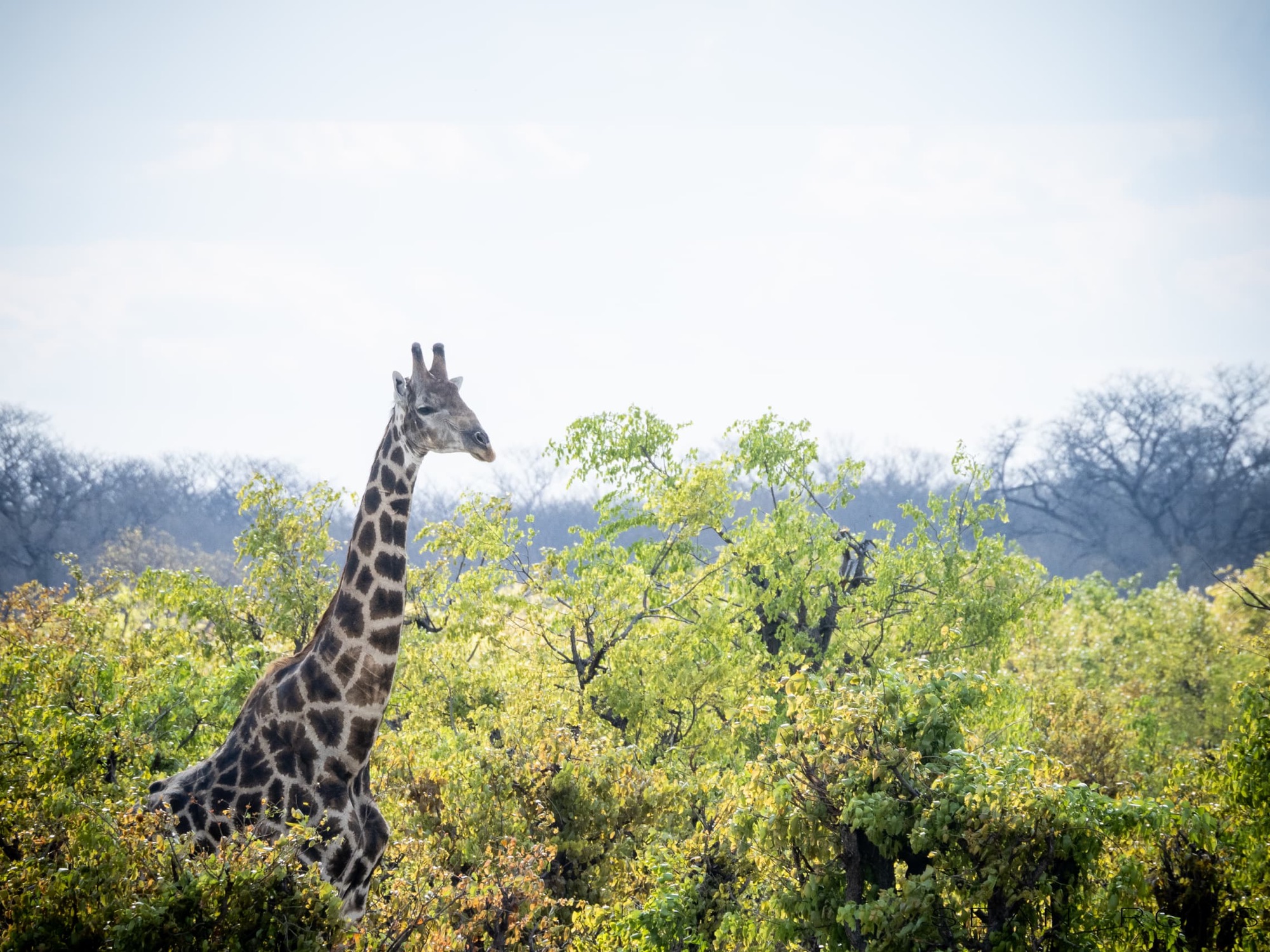 Hwange wildlife