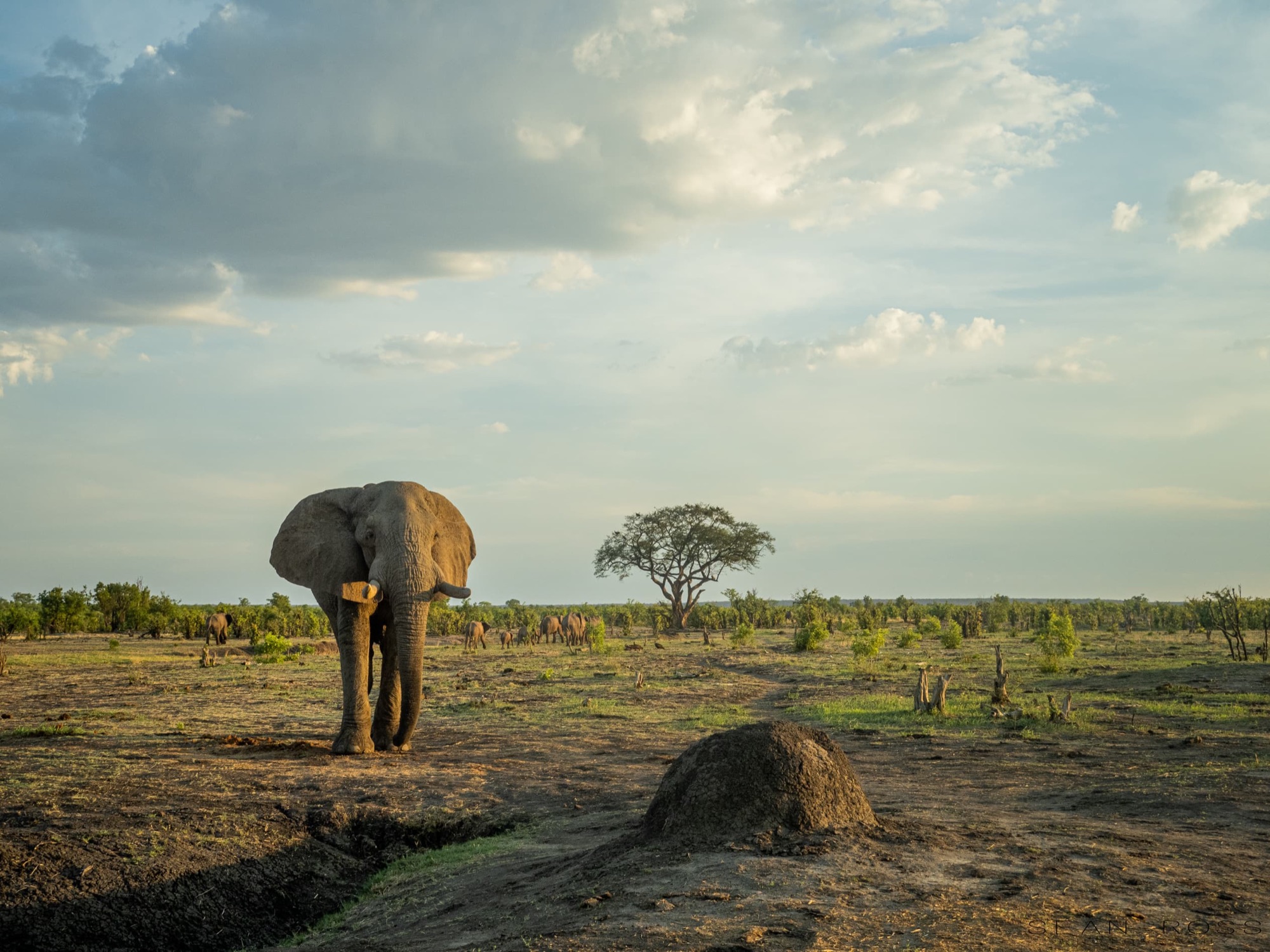 Hwange Bush Camp
